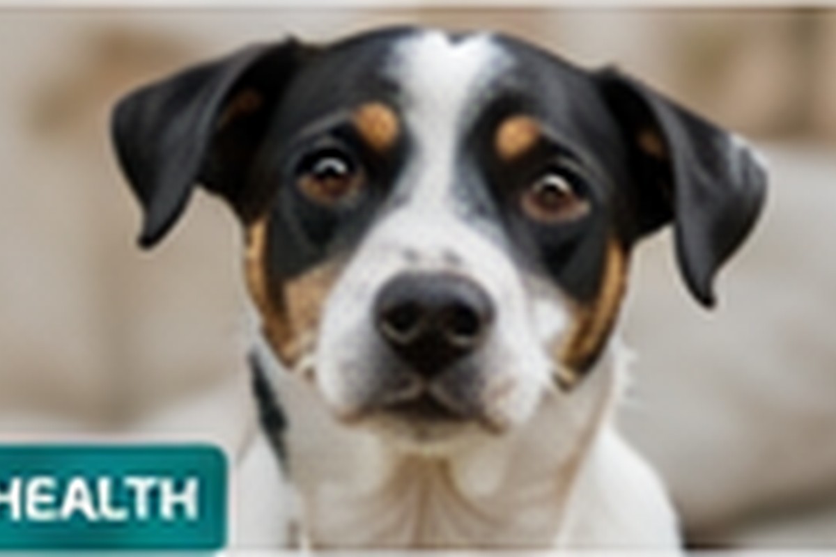 House-Training a Small Rescue Dog Without Starting Over Every Day